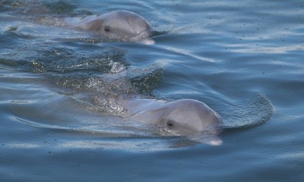 Sunset and Dolphin Watching for One Adult or Child at Salty Pelican Boat Tours (Up to 22% Off)