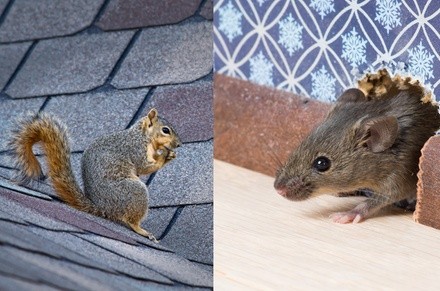 Up to 20% Off on Pest Control Service - Rodent at Mean Pest Machine