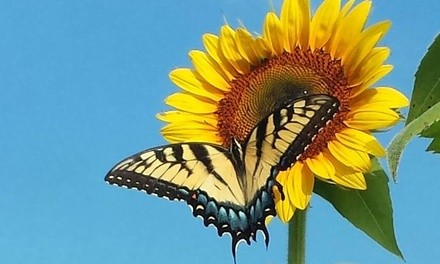 Admission to Sunflower Festival for Two or Four (Up to 33% Off)