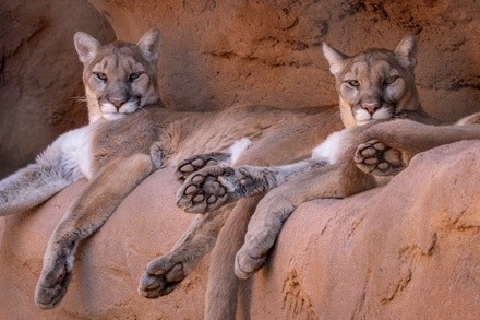 Child or Adult General Daytime Admission to Phoenix Zoo