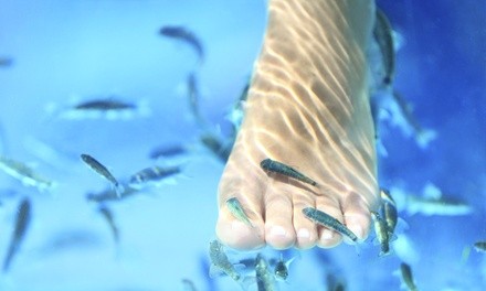 Up to 50% Off on Fish Pedicure at Body Sculpt Better Body Bar