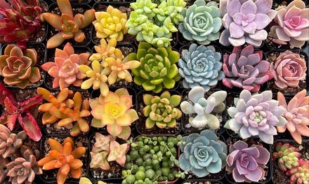 Up to 87% Off on Nursery at Succulent Nation