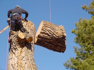 Up to 90% Off on Tree Trimming at TreePros Greenville