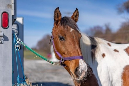 Horseback Riding Lessons at Rump Shaker Farm (Up to 30% Off). Two Options Available. 