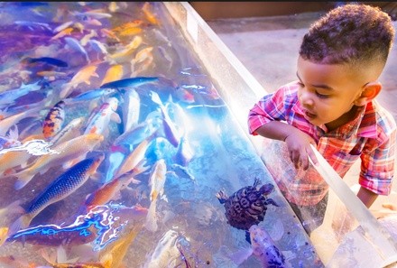 Up to 24% Off on Aquarium Visit at Seaquest Interactive Aquarium Folsom