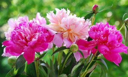 Pre-Order: Peony Bare Root Fragrant Collection (3-Pack) 