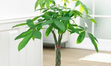 Bonsai Braided Money Tree Potted Plant