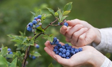 Pre-Order: Granny's Giant Blueberry Bare Root (2-, 4-, or 8-Pack)