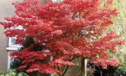 Japanese Red Maple Tree Bare Root (1-, 2-, or 3-Pack)