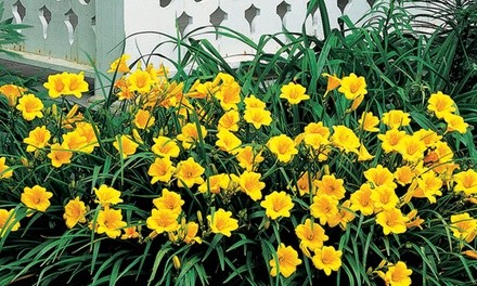 Daylily Stella D'Oro Flower Bulbs (3-, 6-, or 12-Pack)