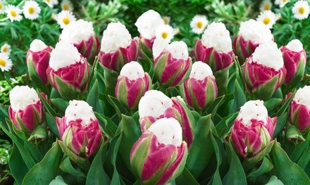 Double-Scoop Ice Cream Tulip Flower Bulbs (3-, 6-, or 12-Pack with Flower Bulb Planter)