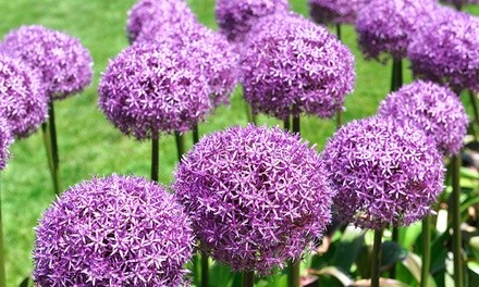 Purple Sensation Allium Flowers (15 Bulbs)