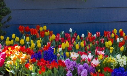 Pre-Order: 45 Days of Spring Bloom Flower Bulbs (45-, 90-, 180-Pack with Flower Bulb Planter)