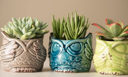 No Evil Ceramic Owl Succulent Planters (Set of 3)